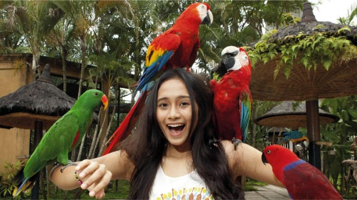 when was bali bird park opened