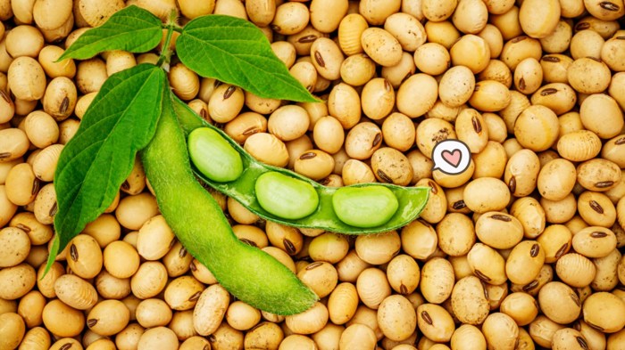 kedelai kacang soybean soia soyabeans orami soybeans agrigiornale manfaat entries yield announced soya beans nepc baccello metabolismo agisce sul cardiovascolari