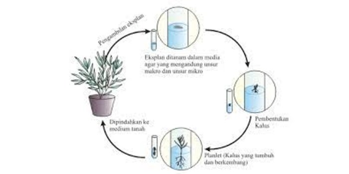 kultur jaringan pada wortel