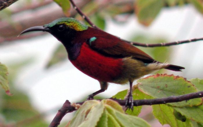 jenis burung pemakan madu