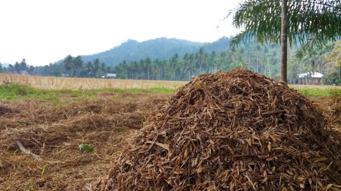 contoh soal peternakan dan jawabannya terbaru