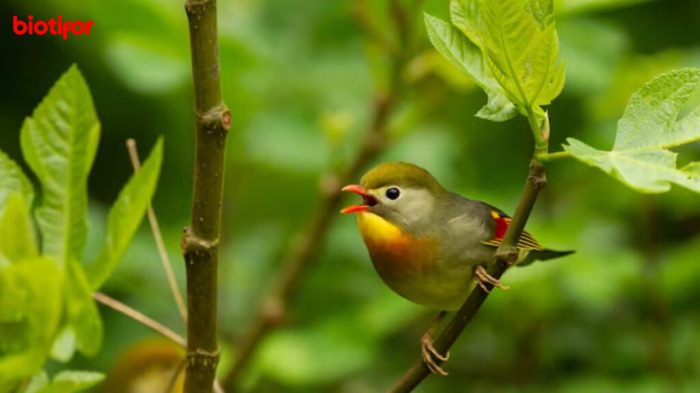 pipit burung manfaat kesehatan manusia