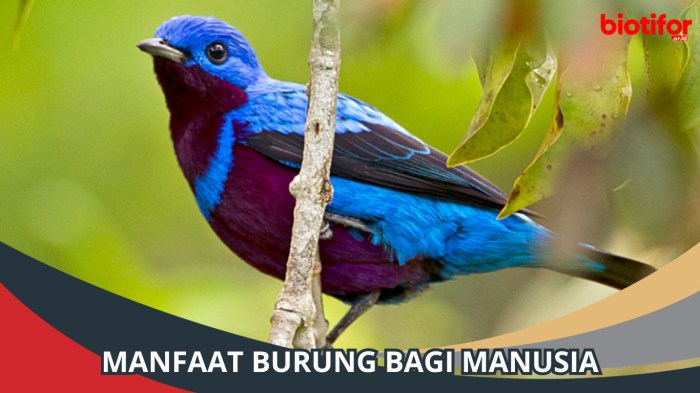 manfaat burung bagi manusia