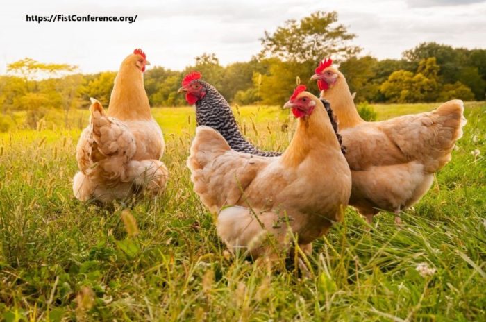 manfaat ayam bagi manusia dan lingkungan