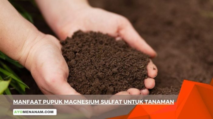 manfaat asam sulfat untuk tanaman terbaru