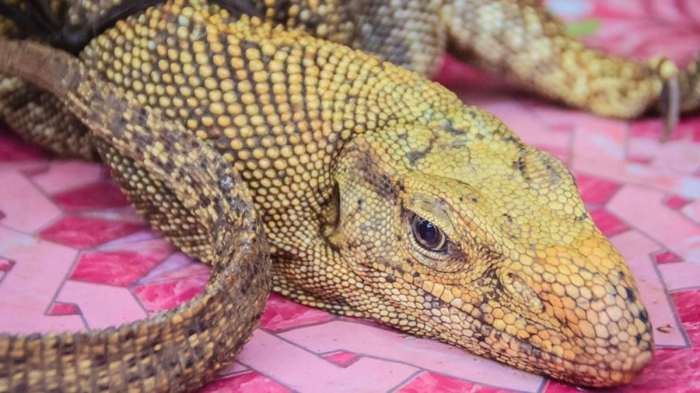 biawak daging menakjubkan bacalah manfaat menyoal halal apakah