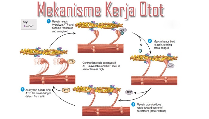 energi sumber contraction atp metabolism otot reaksi kontraksi anaerobic berasal skeletal