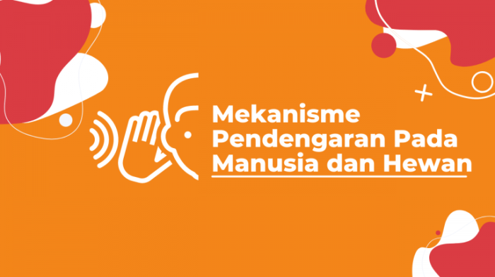 mekanisme pendengaran pada hewan terbaru