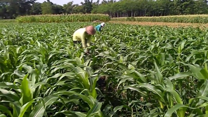 jagung sehat pengganti nasi