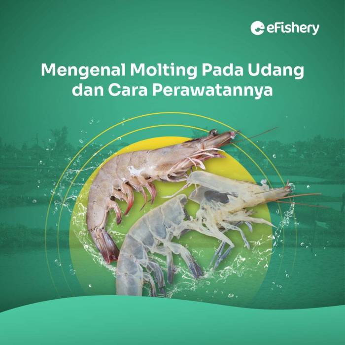 rebon udang adalah protein idnmedis sampingnya gizi efek manfaat