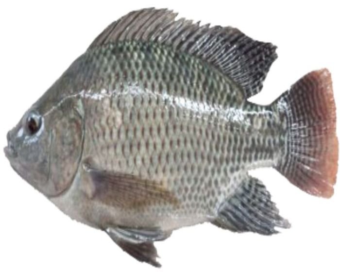 gambar morfologi ikan nila