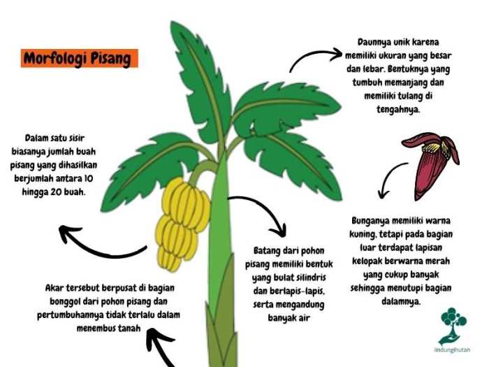 bagian bagian batang pohon pisang terbaru