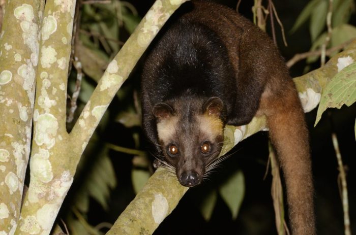 makanan utama musang adalah