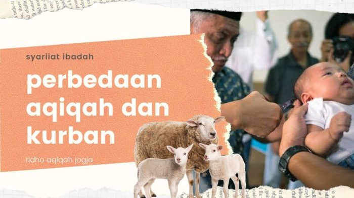 persamaan aqiqah dan qurban terbaru