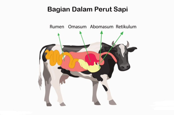 sistem pencernaan pada aves terbaru