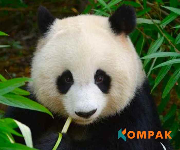 panda apa yang bikin senang