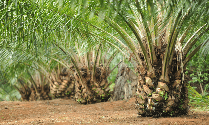 pembibitan benih penanaman sawit unggul kebun