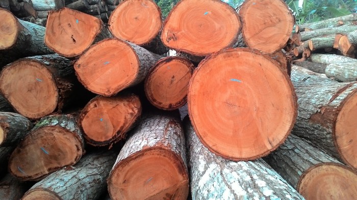 Hasil kayu hutan yang berasal dari sulawesi