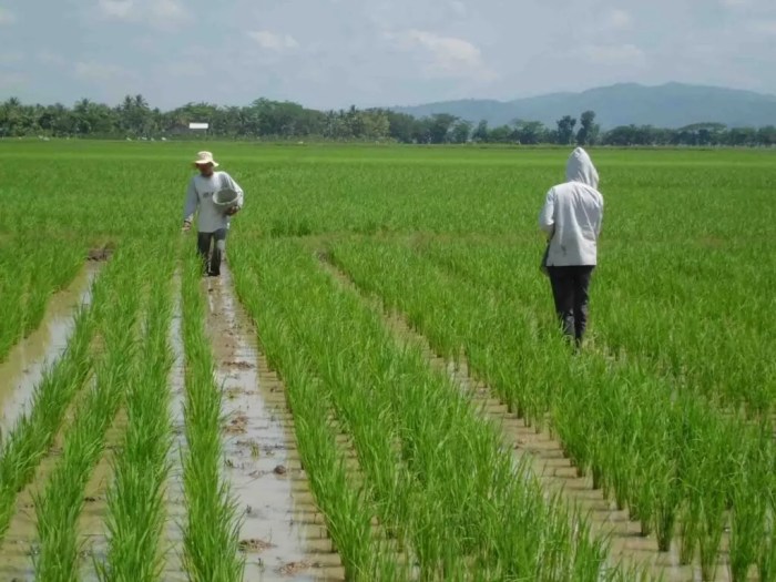 tengkulak pertanian petani sukses usaha bidang mediatani bagikan