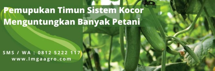 pemupukan tomat sistem kocor terbaru