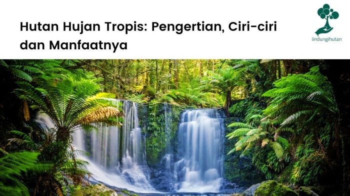 flora dan fauna bioma hutan hujan tropis terbaru