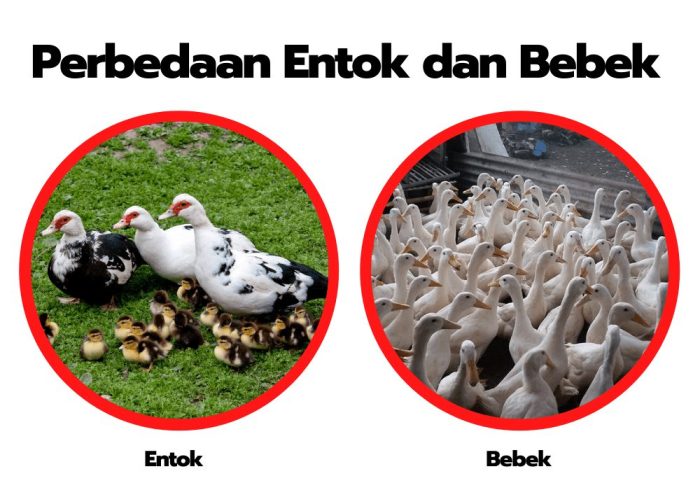 perbedaan bebek dan mentok