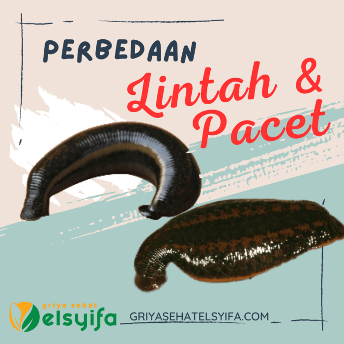 perbedaan lintah dan pacet