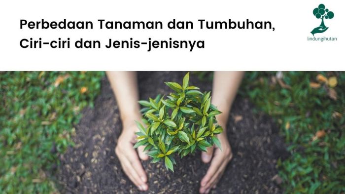 tumbuhan monokotil dikotil jaringan batang ciri akar tertutup berbiji tanaman perbedaan monocotyledon dicotyledon macam anatomi biji dua struktur berkeping tunggang