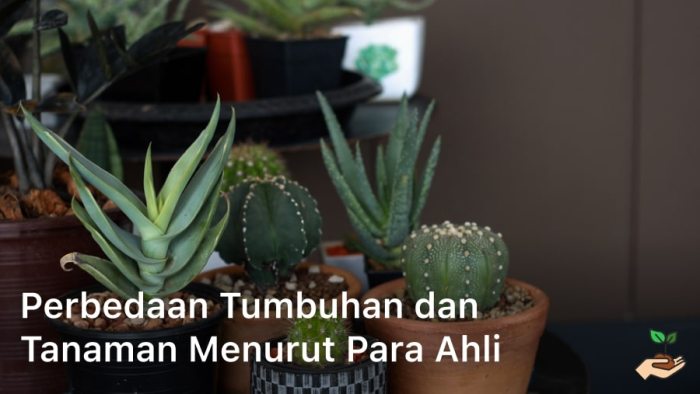 bedanya tumbuhan dan tanaman terbaru