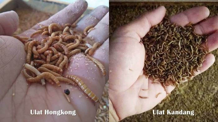 ulat tepung agrozine protein hongkong ternak pakan limbah potensi tenebrio molitor olahan kaya bisnis pemanfaatan peternakan