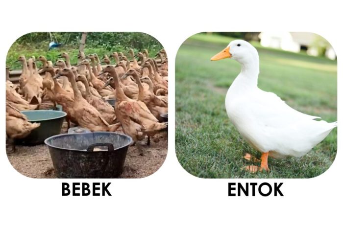 perbedaan entok dan bebek