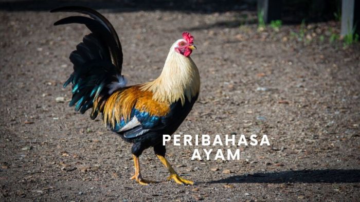 ayam dalam bahasa jepang terbaru