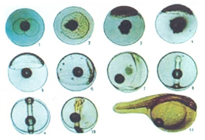 tempat perkembangan embrio ikan terbaru