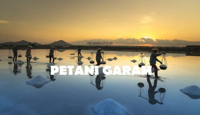 Petani garam sangat bergantung pada cuaca