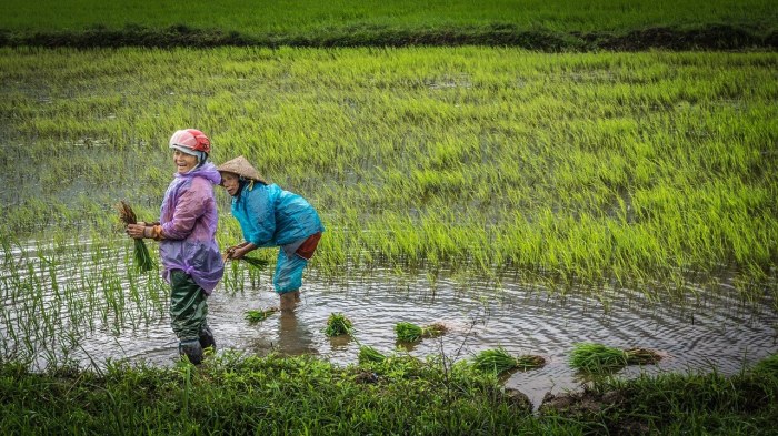 petani menanam padi di sawah terbaru