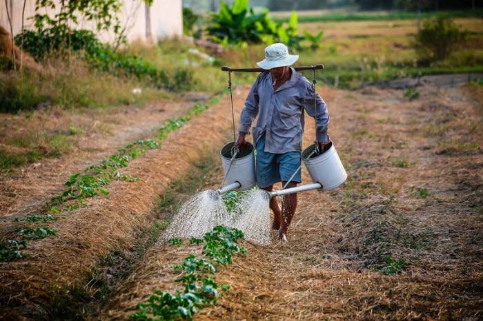 cerita tentang petani sawah