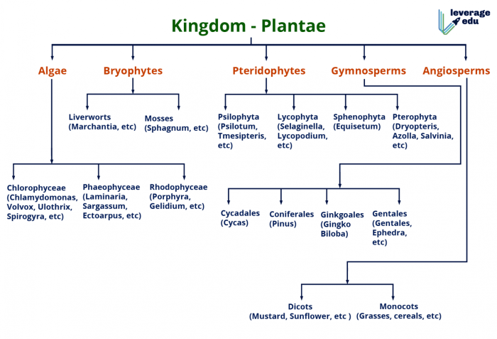 mind map kingdom plantae