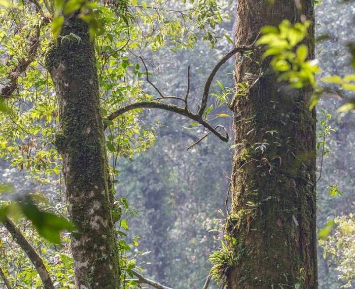 rasamala pohon cibodas alam keren wisata