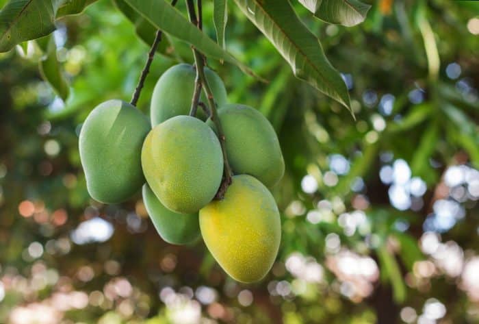 pohon mangga di depan rumah terbaru