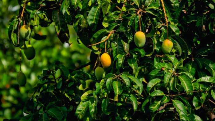 pohon mangga di depan rumah terbaru