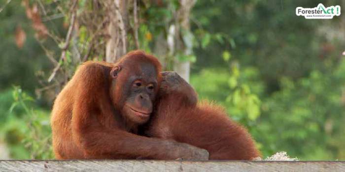 fauna khas kalimantan timur terbaru