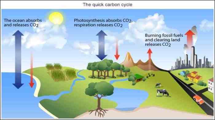Karbon siklus skema daur senyawa penyimpanan pengertian prosesnya