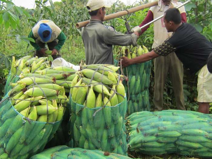 masa panen jagung berapa bulan