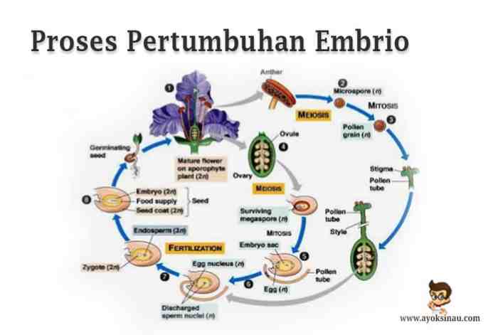 tempat perkembangan embrio ikan terbaru