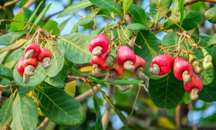 buah tanjung bisa dimakan terbaru