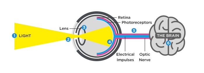 mata bayangan penglihatan bagian cahaya melihat pembentukan organ optik isamas54 gambar retina indera elearning physics pembiasan annisa salsabila benda lensa