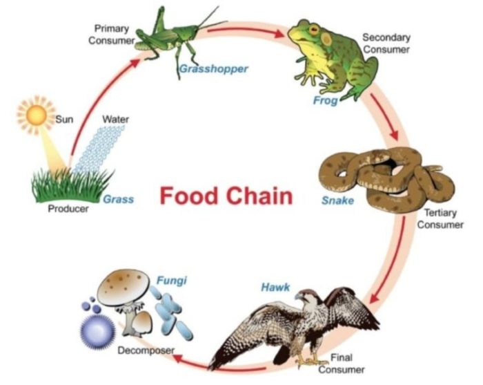 contoh rantai makanan di kolam