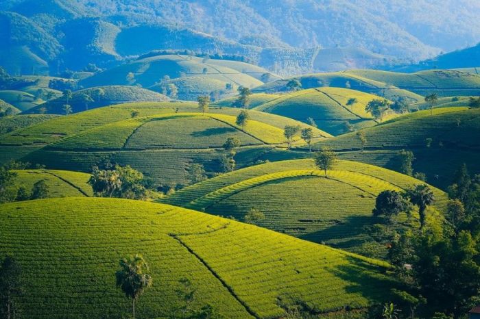 rantai makanan pada ekosistem kebun terbaru