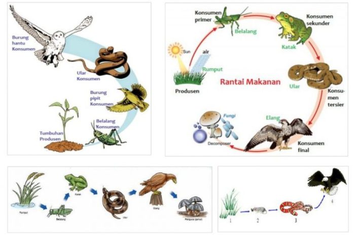 peran jamur dalam rantai makanan terbaru