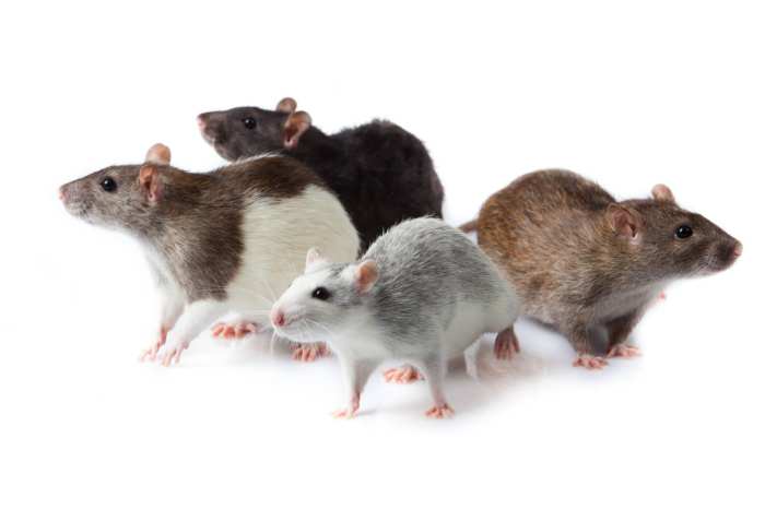 if 4 cats catch 4 rats in 6 minutes terbaru